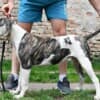 American bulldog puppies photo 5
