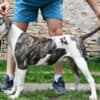 American bulldog puppies photo 6