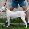 American bulldog puppies photo 7