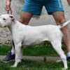 American bulldog puppies photo 8