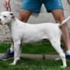American bulldog puppies photo 9