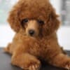 Toy Poodle puppies for sale photo 1