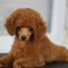 Toy Poodle puppies for sale photo 3