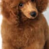 Toy Poodle puppies for sale photo 4
