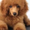 Toy Poodle puppies for sale photo 5