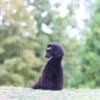 Toy Poodle female puppy photo 2