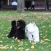 Toy Poodle female puppy photo 4