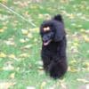 Toy Poodle female puppy photo 6