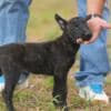 Dutch Shepherd  puppies for sale photo 1