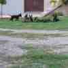 Dutch Shepherd  puppies for sale photo 3