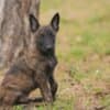 Dutch Shepherd  puppies for sale photo 4