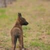 Dutch Shepherd  puppies for sale photo 5