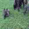 Dutch Shepherd  puppies for sale photo 6