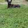 Dutch Shepherd  puppies for sale photo 7