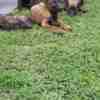 Dutch Shepherd  puppies for sale photo 8