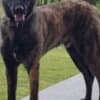 Dutch Shepherd  puppies for sale photo 10