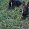 Dutch Shepherd  puppies for sale photo 11