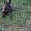Dutch Shepherd  puppies for sale photo 12