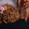 Red dwarf and toy poodles photo 1