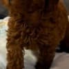 Red dwarf and toy poodles photo 2