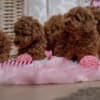 Red dwarf and toy poodles photo 3