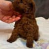 Red dwarf and toy poodles photo 4