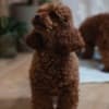 Red dwarf and toy poodles photo 6