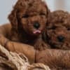 Red dwarf and toy poodles photo 7