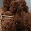 Red dwarf and toy poodles photo 8
