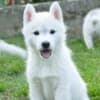 Siberian Husky puppies photo 1