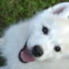 Siberian Husky puppies photo 2