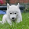 Siberian Husky puppies photo 3