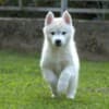 Siberian Husky puppies photo 4