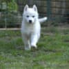Siberian Husky puppies photo 5