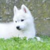 Siberian Husky puppies photo 6