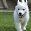 Siberian Husky puppies photo 7