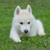 Siberian Husky puppies photo 8