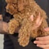 Miniature Poodle puppies photo 1