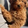 Miniature Poodle puppies photo 2