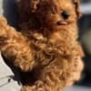 Miniature Poodle puppies photo 3
