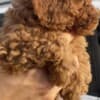 Miniature Poodle puppies photo 4