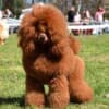 Miniature Poodle puppies photo 5