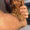 Miniature Poodle puppies photo 6
