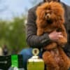 Miniature Poodle puppies photo 8