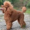 Miniature Poodle puppies photo 9
