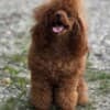 Miniature Poodle puppies photo 10