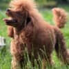 Miniature Poodle puppies photo 11