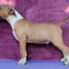 Standard Bull Terrier puppies photo 1