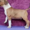 Standard Bull Terrier puppies photo 2