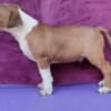 Standard Bull Terrier puppies photo 3